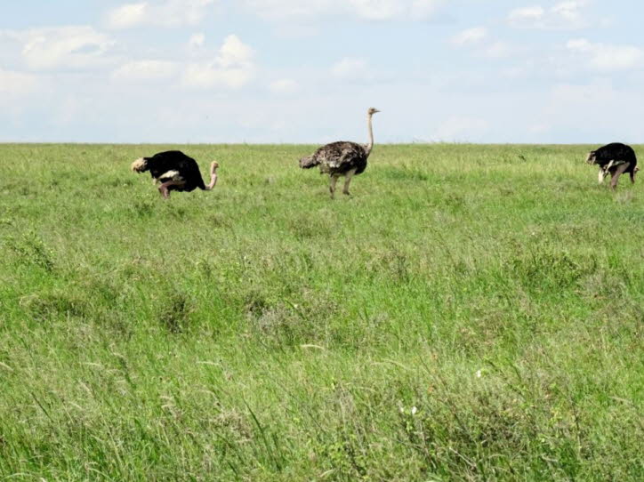 Herden und Fortpflanzung: Strauße leben in kleinen Herden, die normalerweise weniger als ein Dutzend Vögel umfassen. Alpha-Männchen unterhalten diese Herden und paaren sich mit der dominanten Henne der Gruppe. Das Männchen paart sich manchmal mit anderen 