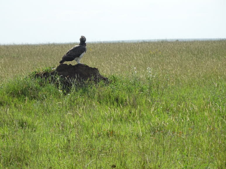 Kampfadler Serengeti Tansania 2016 