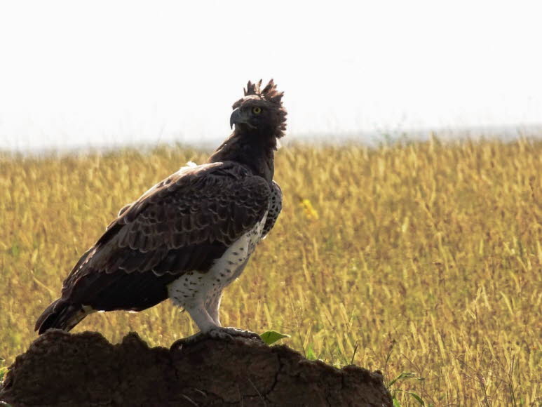 Kampfadler Serengeti: Sexueller Dimorphismus: Kampfadler sind stark sexuell dimorph. M�nnchen k�nnen zwischen 2,2 und 3,8 kg wiegen. Weibchen sind zwischen 4,45 und 6,5 kg schwer. In Maasai Mara wogen 7 Weibchen durchschnittlich 4,67 kg. Somit betr�gt der