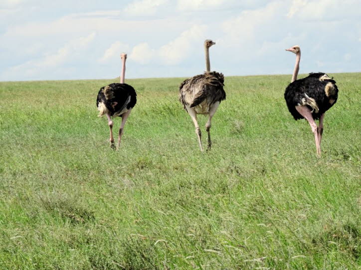 Verhalten und Ernährung: Entgegen der landläufigen Meinung stecken Strauße den Kopf nicht in den Sand. Die alte Sage stammt wahrscheinlich aus einem Abwehrverhalten des Vogels. Bei Annäherung an Probleme legen sich Strauße flach und drücken ihre langen Hä
