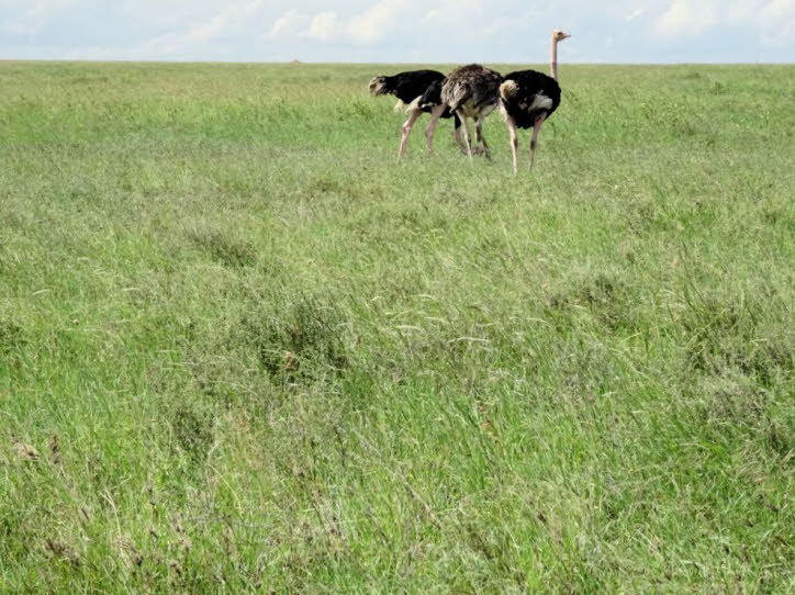 Fotos in der Serengeti aufgenommen: Der Strauss ist der weltweit größte Vogel, der nicht fliegen kann. Seine Größe beträgt etwa 2,5 bis 3 Meter, und sein Gewicht liegt bei etwa 100 bis 120 kg. Das Straussenküken wächst täglich um etwa 1 bis 2 cm. Mit circ
