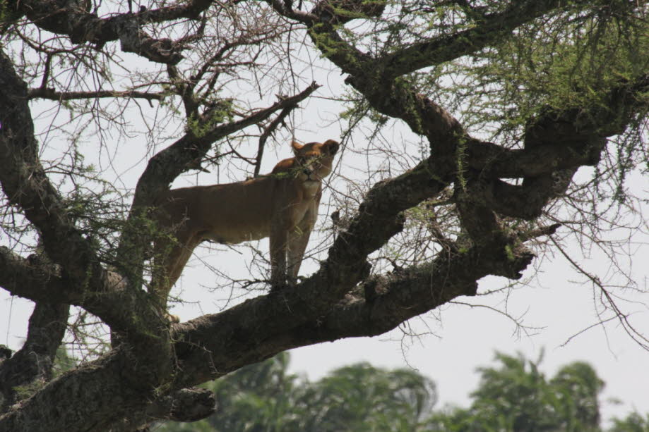 Baumlöwe Serengeti