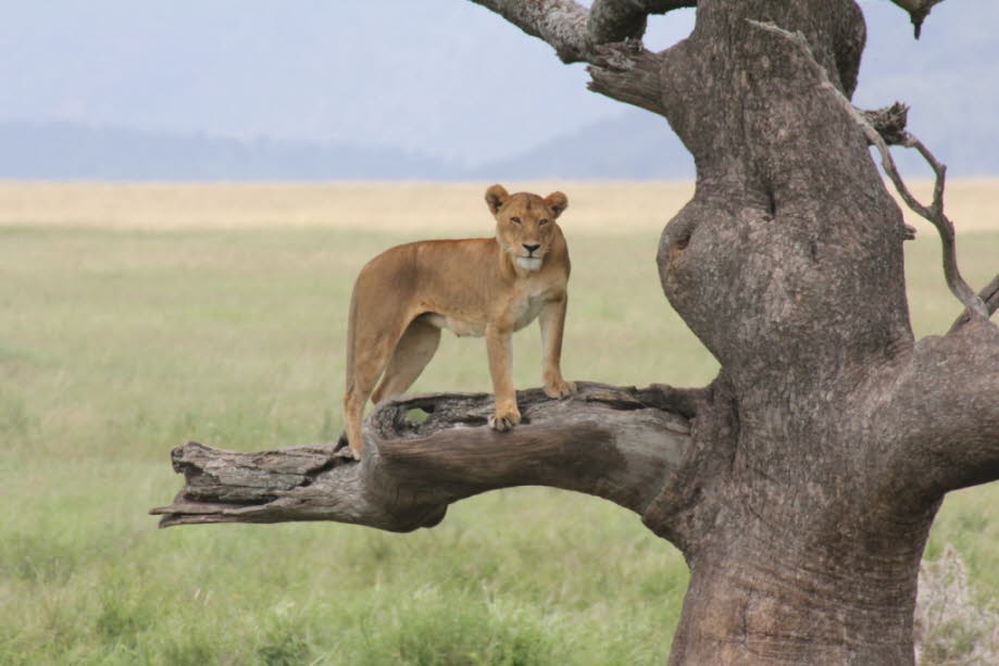 Baumlöwe Serengeti