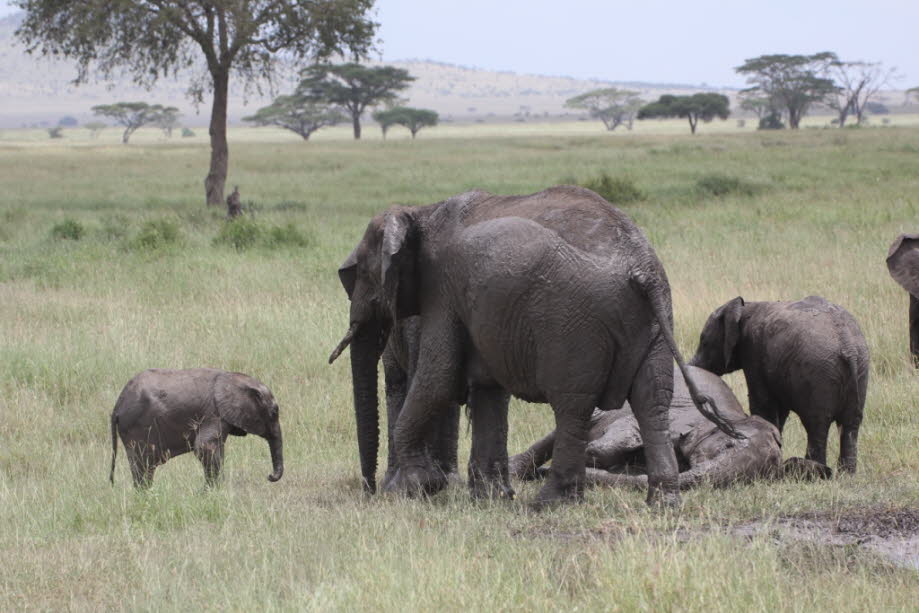 Elefantenherde Serengeti 
