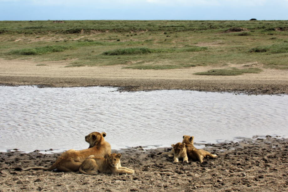 Löwin mit Kindern Serengeti 