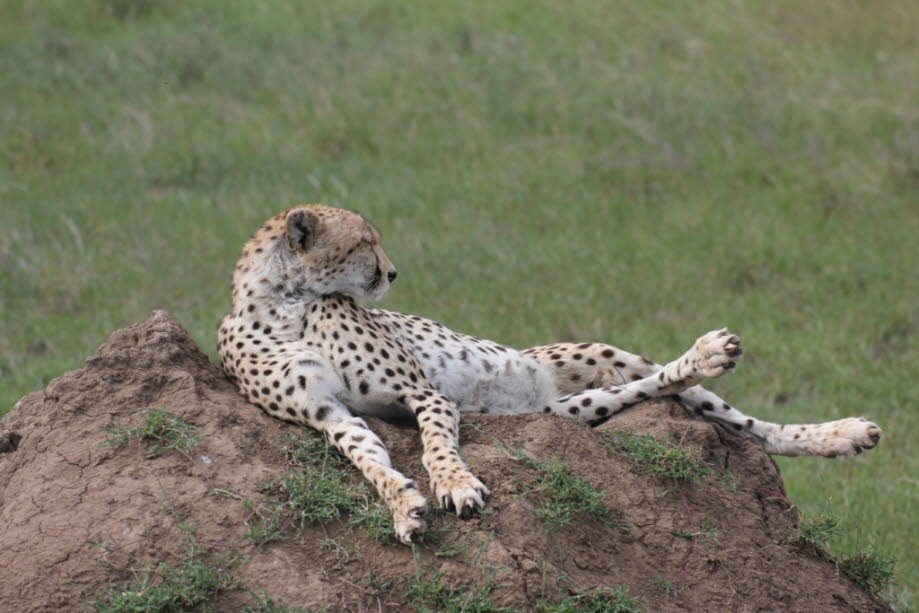 Gepard Serengeti