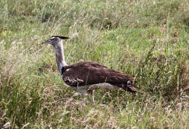 Trappe: Trappen  sind große Landvögel, die hauptsächlich in trockenen Wiesen und auf den Steppen der Alten Welt leben. Sie haben eine Größe von 40 bis 150 cm. Trappen sind Allesfresser. Sie essen Blätter, Knospen, Samen, Früchte, kleine Wirbeltiere und wi