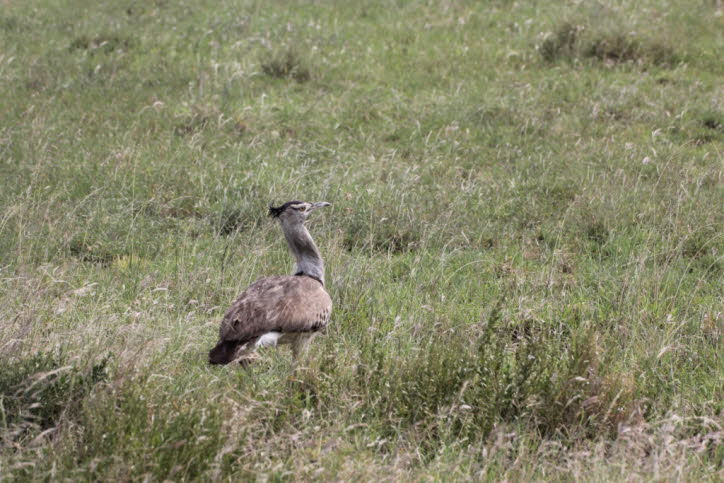 Beschreibung: Trappen sind die schwersten fliegenden Vögel der Welt. Männchen wiegen durchschnittlich etwa 13,5 kg und können eine Gesamthöhe von 150 cm erreichen. Die kleinste Art ist etwa 40 cm lang ist und wiegt im Durchschnitt etwa 600 g. 