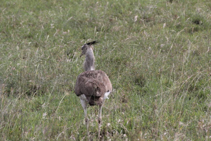 Trappe: Sie bauen ihre Nester auf dem Boden und legen dort ihre Eier und ihre Nachkommen oft sehr anfällig für Raub. Sie gehen stetig auf starken Beinen und großen Zehen und picken nach Nahrung, wenn sie gehen. Sie haben lange breite Flügel mit "gefingert