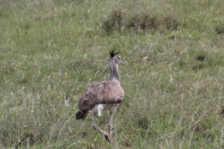 Evolution: Genetische Datierungen deuten darauf hin, dass sich Trappen vor etwa 30 Millionen Jahren entweder im südlichen oder östlichen Afrika entwickelten, von wo aus sie sich nach Eurasien und Australien verteilten. 