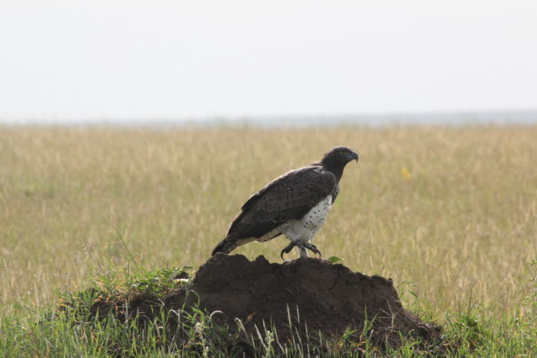Kampfadler Serengeti: Ern�hrungsbiologie: Der Kampfadler ist einer der m�chtigsten Vogelr�uber der Welt. Er wird manchmal als "der Leopard der Luft" bezeichnet. Der Kampfadler ist ein Spitzenr�uber, der in seiner Umgebung an der Spitze der Nahrungskette d