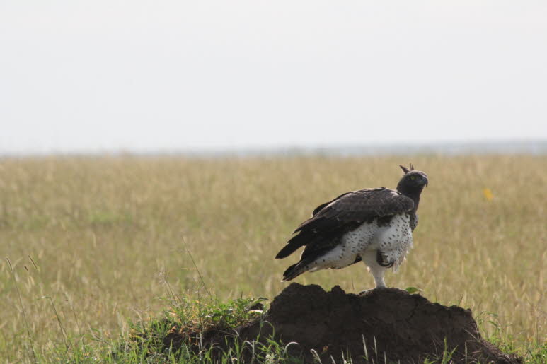 Kampfadler Serengeti: S�ugetiere: In der Kapprovinz dominiert der 2,1 kg schwere Kaphase (Lepus capensis), der etwa 53 % der ausgew�hlten Lebensmittel ausmachte. Obwohl der Kampfadler als Raubtier von Affen weit weniger versiert und produktiv ist als der 