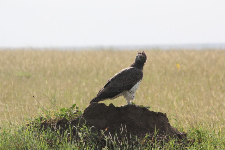 Kampfadler Serengeti: Die Paarungszeit ist im November bis April im Senegal, von Januar bis Juni im Sudan, von August bis Juli im Nordosten Afrikas und fast jeden Monat in Ostafrika und im s�dlichen Afrika, allerdings haupts�chlich im April bis November. 