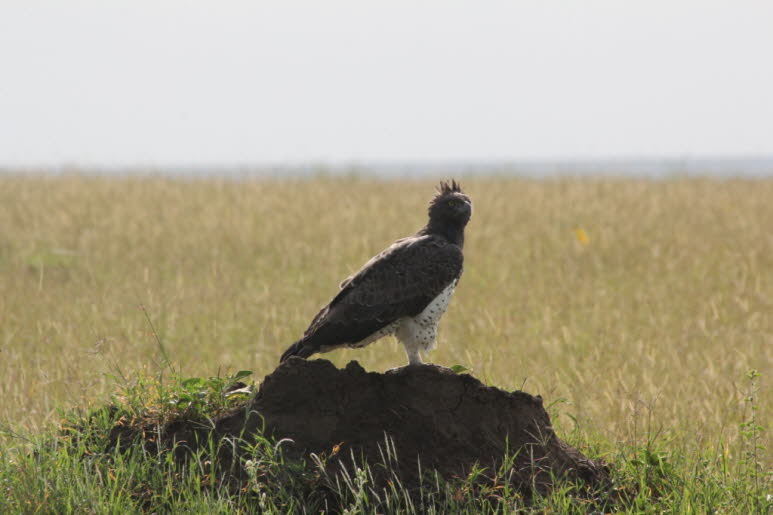 Kampfadler Serengeti
