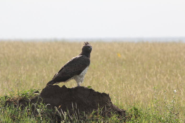 Kampfadler Serengeti