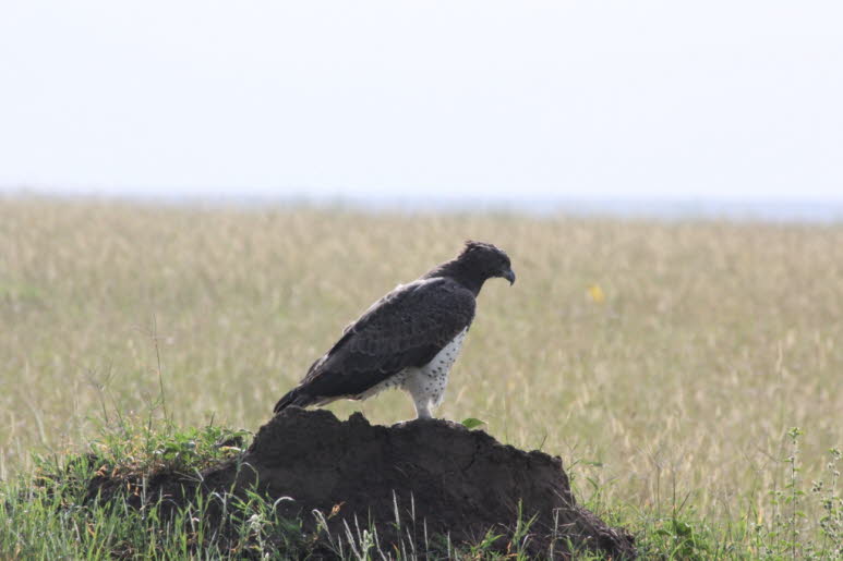 Kampfadler Serengeti