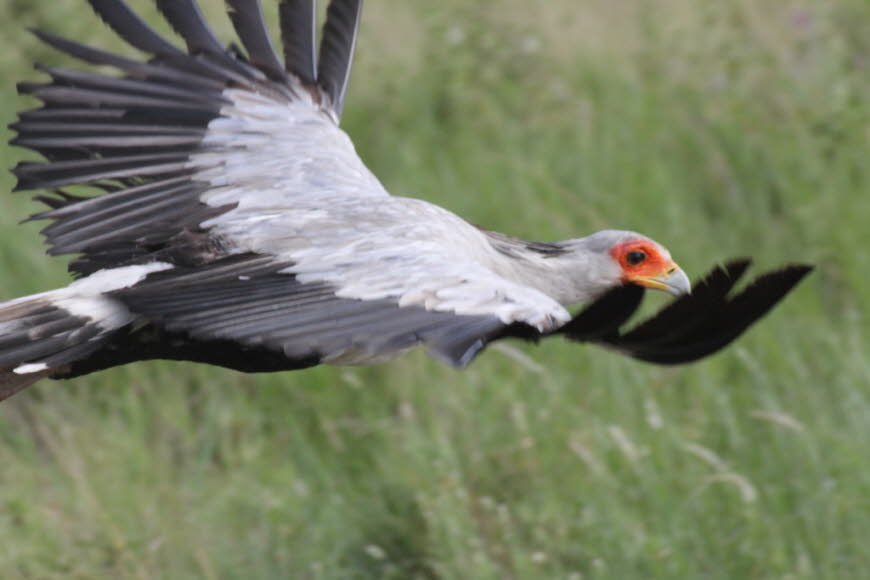 Sekretärsvogel:  Der Sekretär (Sagittarius serpentarius) ist eine große Greifvogelart, die weite Teile des afrikanischen Kontinents südlich der Sahara bewohnt. Er besiedelt offene und halboffene Savannenlandschaften und ernährt sich überwiegend von Großin
