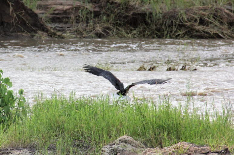 Tarangire Park Tansania 2016 Seeadler