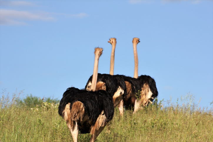Afrikanischer Strauß: Der Strauß gehört zur vielfältigen Gruppe von flugunfähigen Vögeln auch als Laufvögel bekannt, die die Emus, Rheas und Kiwis umfasst. Es gibt zwei lebende Straußenarten, den gemeinen Strauß und den somalischen Strauß. Es sind große f