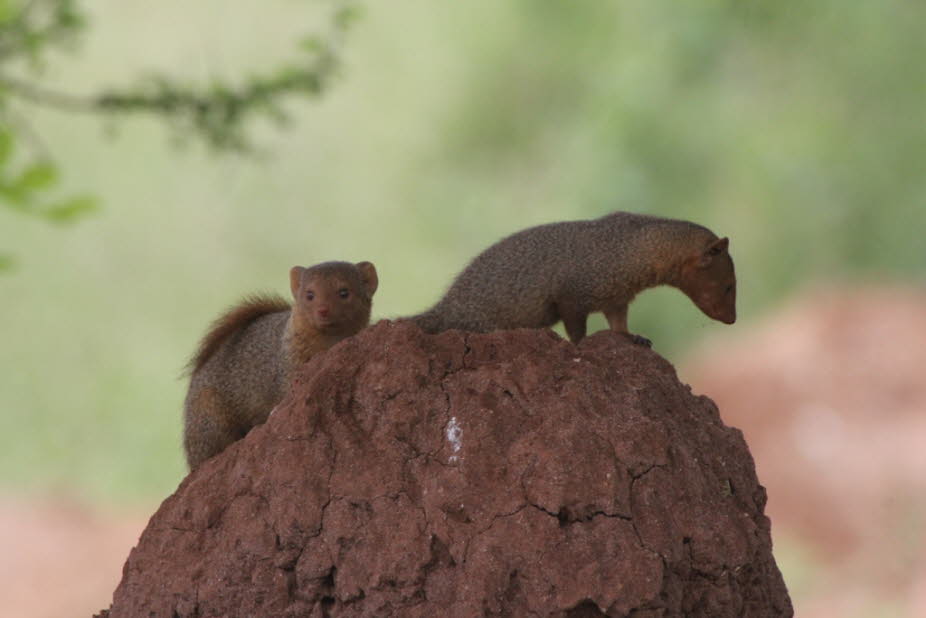 Die Afrikanischen Buschhörnchen sind vor allem  tagaktiv und an Bäume gebunden, fehlen aber in den tropischen Regenwäldern, die von anderen Hörnchengattungen bewohnt werden. Ihre Nester liegen hoch in den Bäumen, zur Nahrungssuche kommen sie aber oft an d