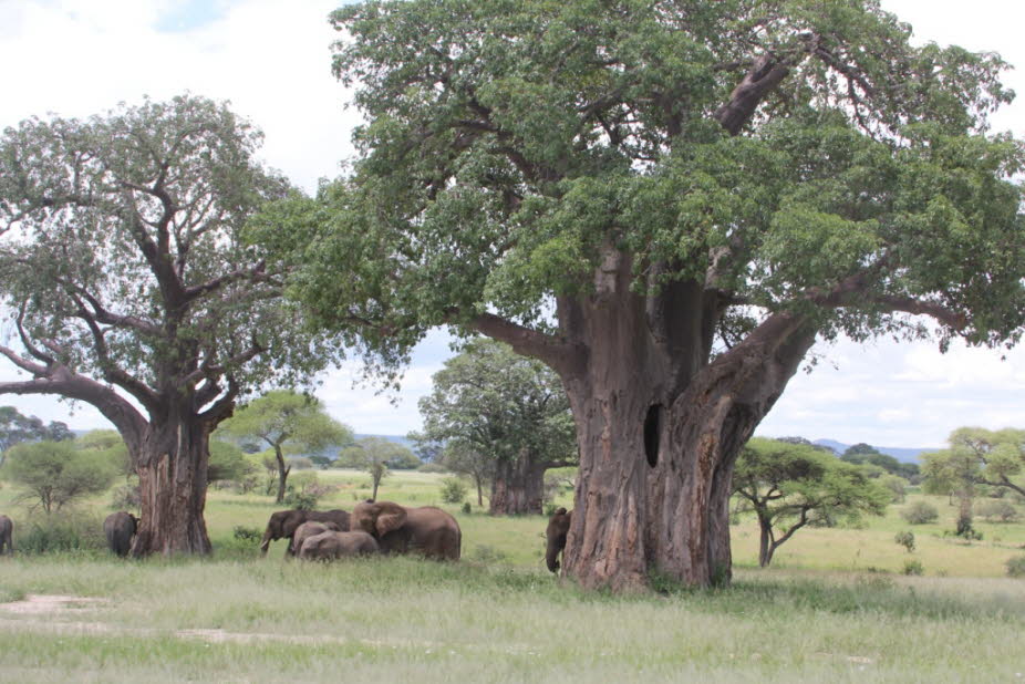 Elefanten vor einem Affenbrot- bzw. Baobabbaum im Tarangire Nationalpark: Durch den Park fließt der Tarangire-Fluss, der ständig Wasser führt, sodass zur jährlichen Trockenzeit von Juli bis Oktober viele Tiere aus trockeneren Regionen einwandern, was die 