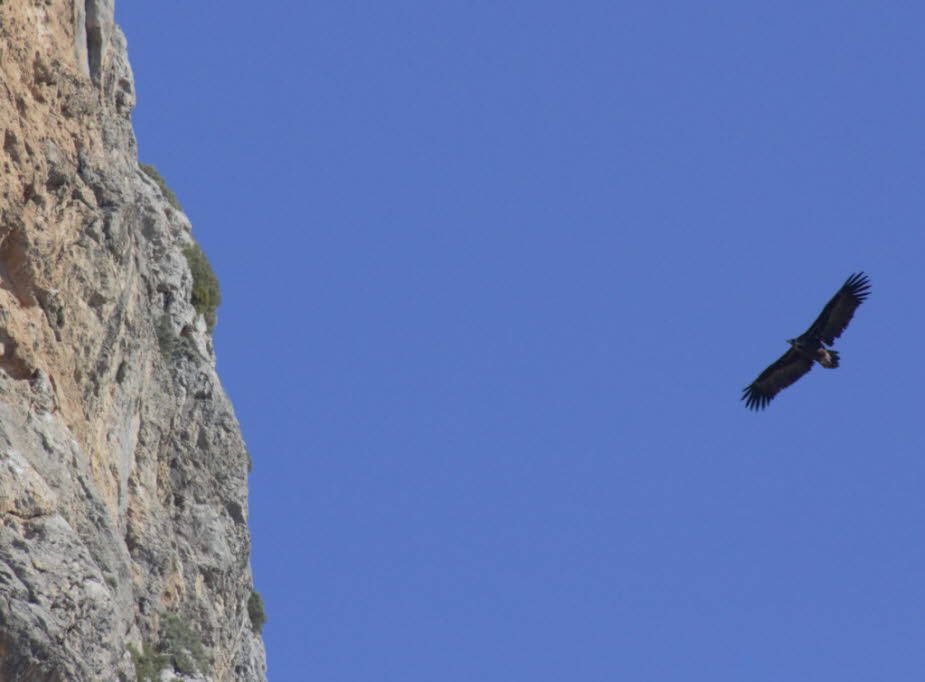 Mönchsgeier am Puig Major