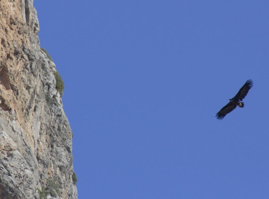Altweltgeier z. B. Mönchsgeier auf Mallorca: Der Mönchsgeier oder Kuttengeier (Aegypius monachus) ist eine Vogelart, die zu den Altweltgeiern (Aegypiinae) gehört. Er ist über einen Meter lang, damit noch größer als der Gänsegeier (Gyps fulvus) und somit n