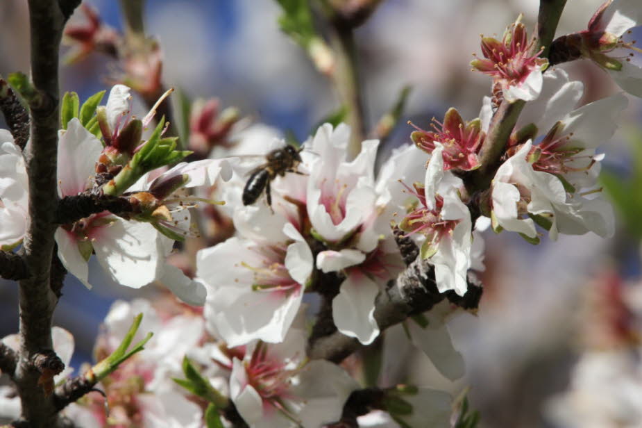 Mandelblüte