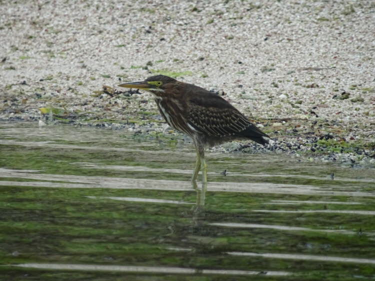 Rohrdommel Belize: Die Rohrdommel  ist 36 bis 38 cm groß, mit einem kurzen Hals und einem langen Schnabel. Das Männchen ist gleichmäßig gelb oben. Kopf und Hals sind kastanienbraun, mit einer schwarzen Krone. Die Krone, der Hals und die Brust des Weibchen