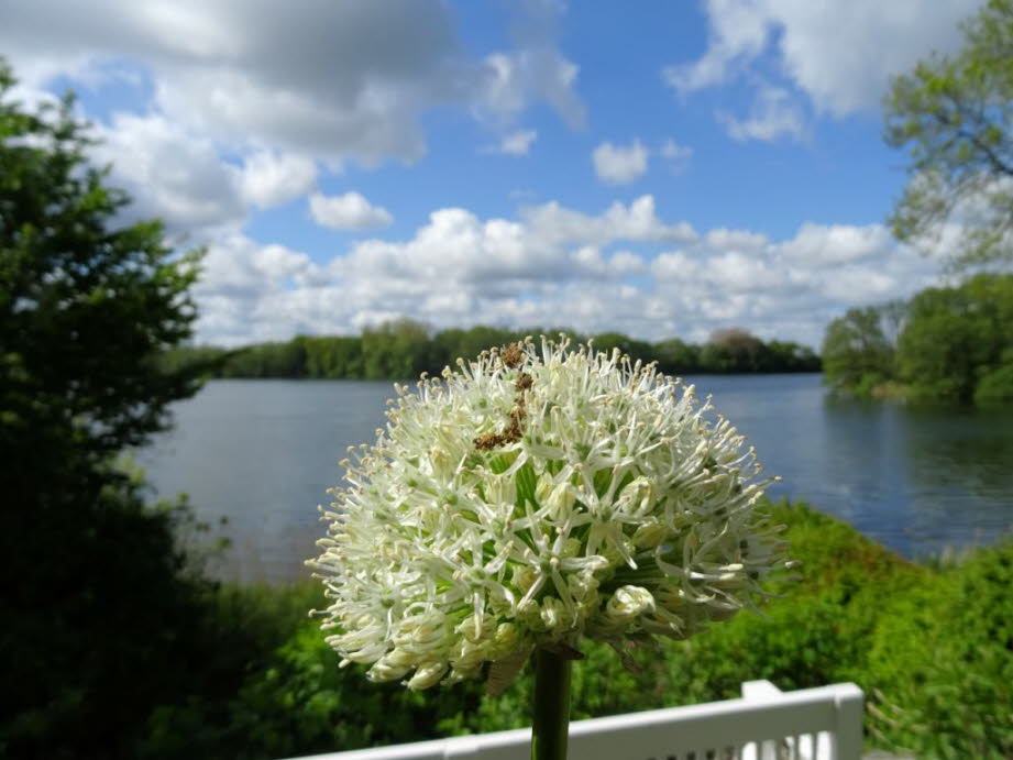 weil die Alliumblüten hier unter dem holsteiner Himmel blühen.