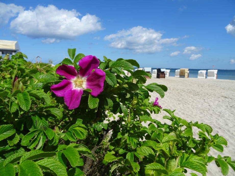 weil die Heckenrosen an der Ostsee bei Strande blühen.