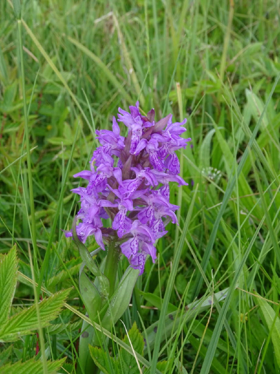 weil hier Orchideen blühen.