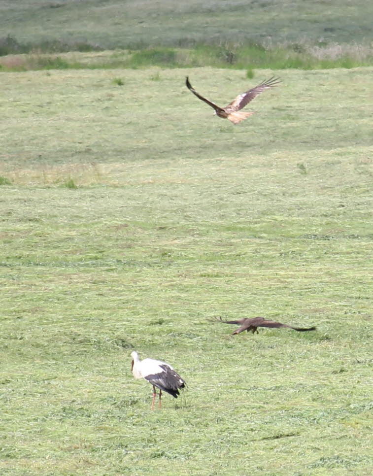 Lauenburg Elbe: Milane und ein Storch streiten um einen Frosch