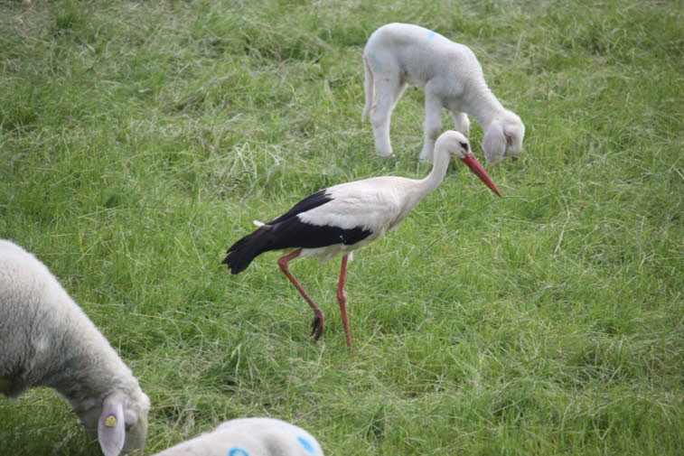 Lauenburg Elbe: Der bekannteste Storch Europas ist der Weißstorch. In Europa, Afrika und Amerika sind die Storchenbestände relativ gesichert. Verschiedene Storchenarten wie der Schwarzstorch gelten als bedroht. Sein Bestand liegt weltweit bei 44.000 Tiere