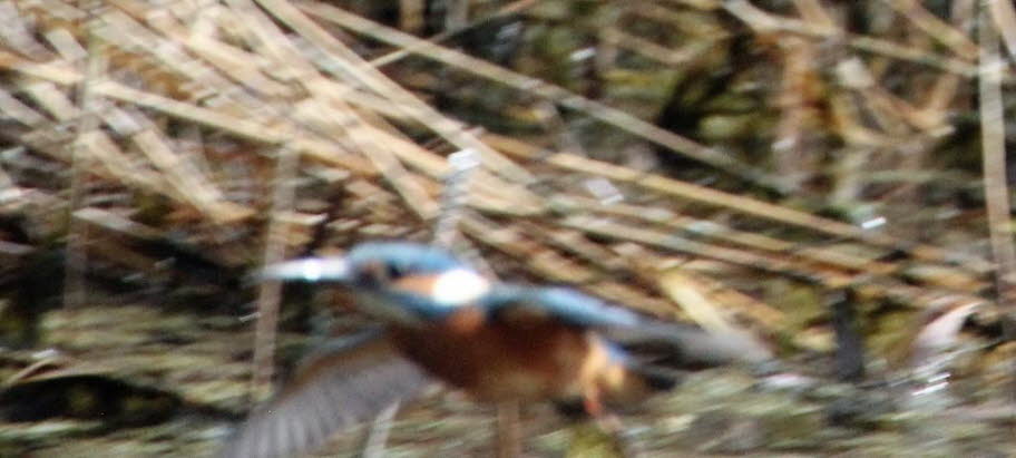 Nabu Vogelschutzgebiet Wallnau Fehmarn Eisvogel: Im Flug ist das Fotografieren sehr schwierig! In Nordafrika, Europa und Asien nördlich des Himalaya ist dies der einzige kleine blaue Eisvogel. In Süd- und Südostasien kann er mit sechs anderen kleinen blau