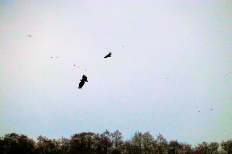 Seeadler �ber dem Schmalensee 2023