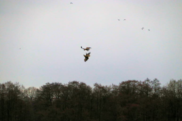 Seeadler �ber dem Schmalensee 