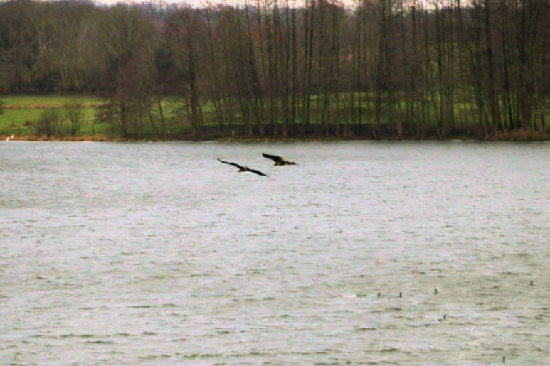 Seeadler �ber dem Schmalensee 
