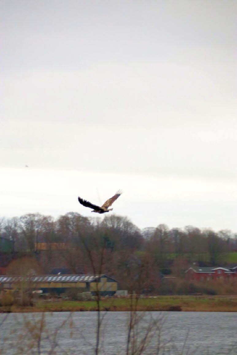 Seeadler �ber dem Schmalensee 