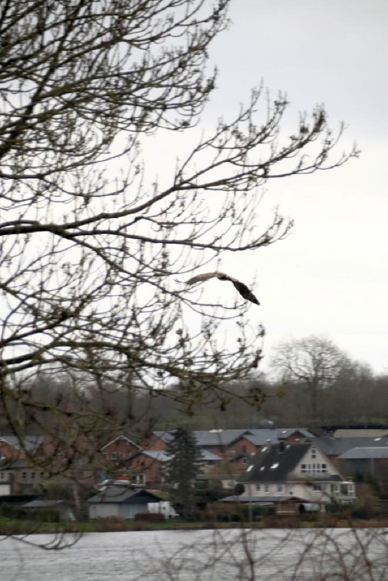 Seeadler �ber dem Schmalensee 