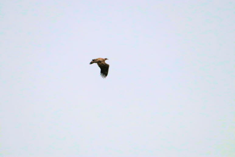 Seeadler �ber dem Schmalensee 