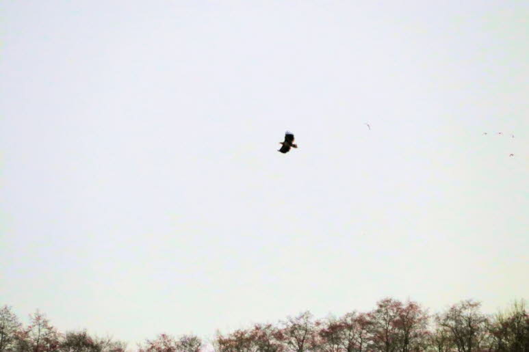 Seeadler 2022 �ber dem Schmalensee 