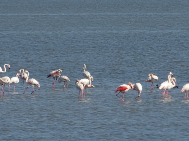 2Ikonografische Tiefenanalyse – zweite Szene: Wie sich das Motiv des Flamingos hier weiter verdichtet: 1. Ikonografie der Wiederholung: Das Motiv wird zum „Chor“: In dieser Aufnahme stehen die Flamingos dichter, homogener, fast wie ein Chor in einer litur