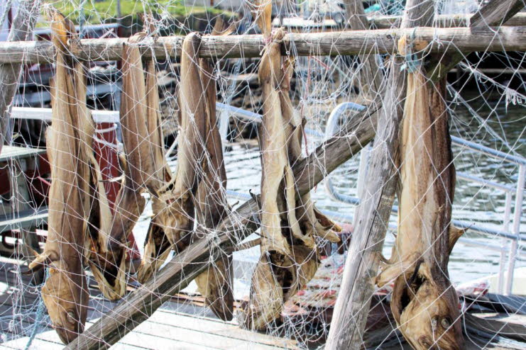 Stockfisch trifft man in Norwegen überall. Stockfisch spielt seit mehr als tausend Jahren eine wichtige Rolle in der Geschichte und versorgte schon die Wikinger-Vorfahren auf ihren Reisen mit dringend benötigter Nahrung. Stockfisch wird in Egils Saga erwä