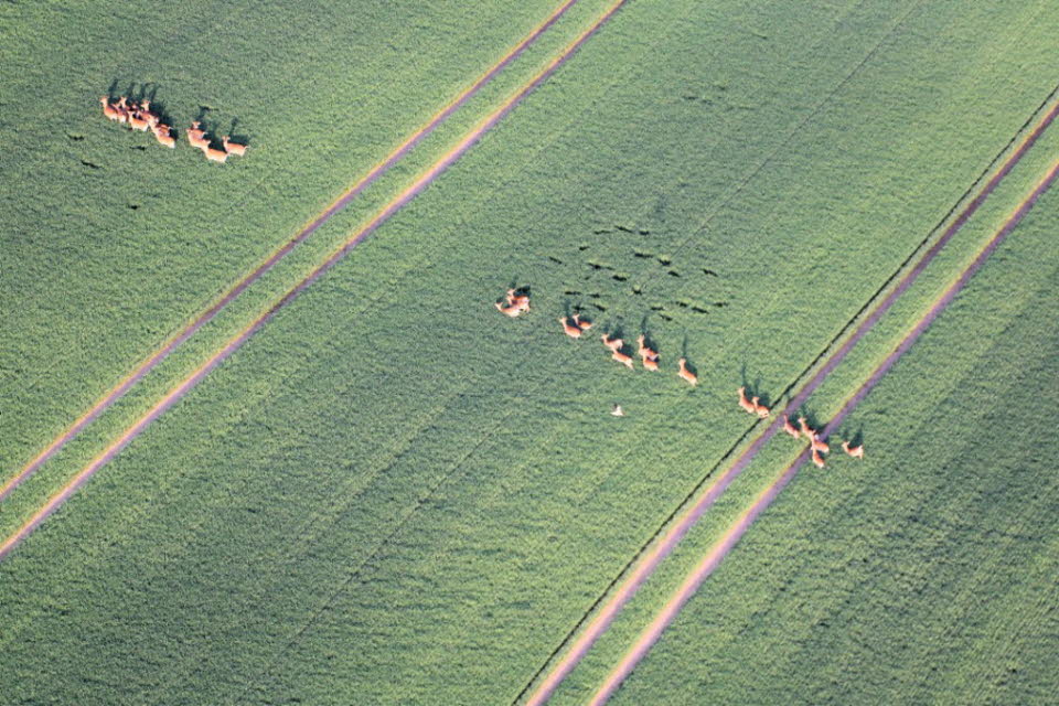 Eindrücke bei der Fahrt: Rehbild im Feld:  Das Foto zeigt ein landwirtschaftliches Feld, in dem sich mehrere Gruppen von Rehen bewegen. Die Aufnahme lebt von der klaren Geometrie der Ackerstruktur, den langen Schatten des tiefen Sonnenstands und dem spann