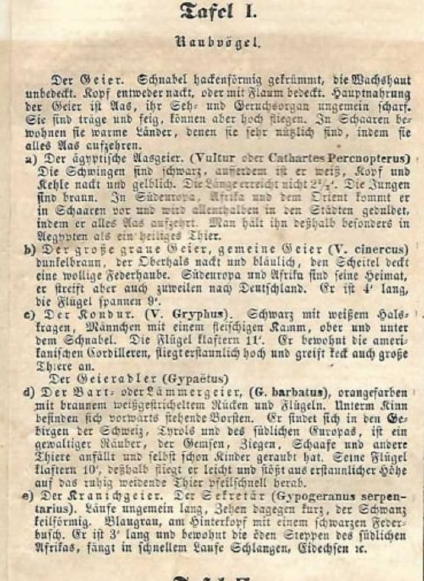 Tafel 1: Raubvögel : Geier: In Schubert Lehrbuch von 1841 werden zunächst Geier vorgestellt.