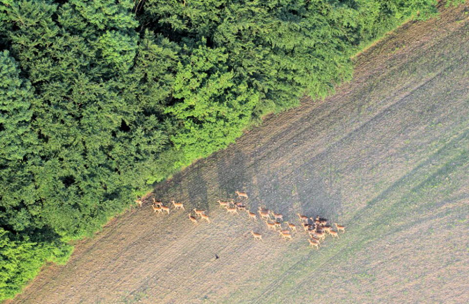 Die geduldete Natur - Während das vorige Bild Rehe in einer Kulturlandschaft zeigte, zeigt dieses Bild Rehe am Rand – an der Schwelle zwischen Wald und Feld.Genau dieser Übergang macht die ikonologische Interpretation im Sinne Panofskys besonders reich. I