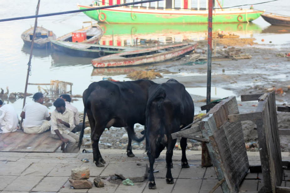 Kühe am Morgen in Varanasi 