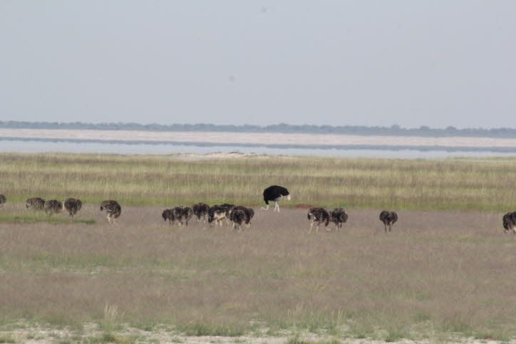 Im Zeitraum von März bis September legt eine Henne alle zwei Tage ein Ei, das ein beachtliches Gewicht von 1200-1600 g aufweist.Aber auch Eier mit höherem Gewicht kommen öfter vor. Alle Hennen legen ihre Eier in ein und dasselbe Nest. Die Haupthenne platz