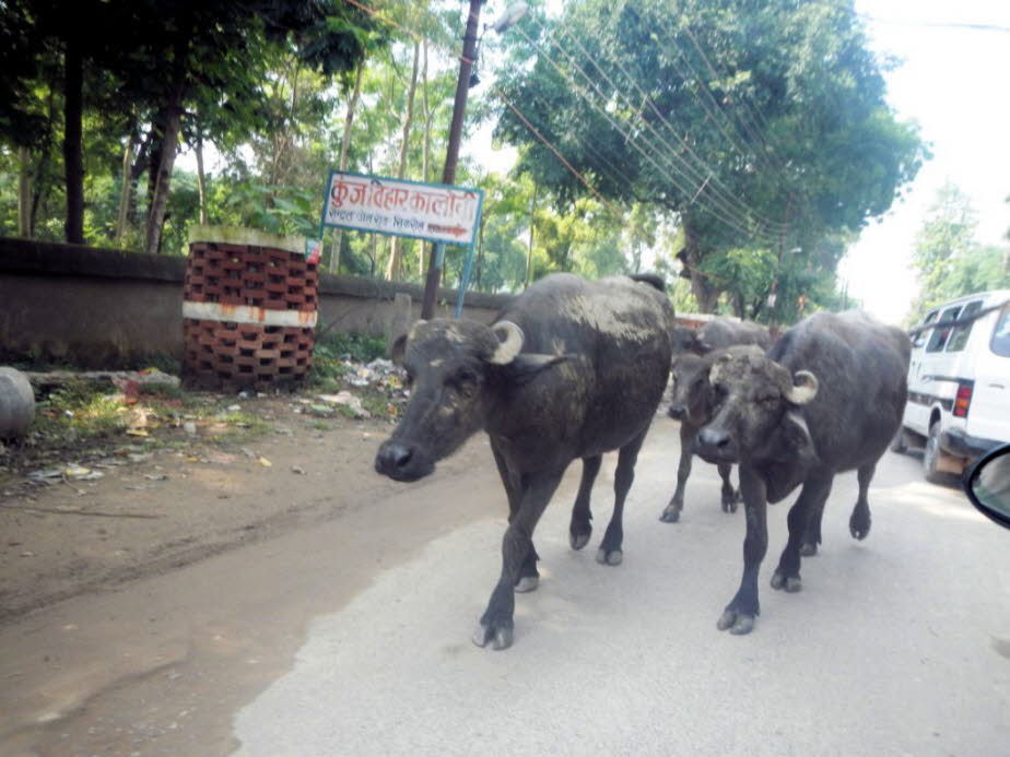 Alltag in Varanasi  